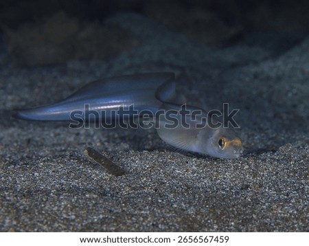 Conger eel from the Mediterranean Sea