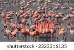 conglomeration of near thratened lesser flamingo or Phoeniconaias minor and some performing courtship ritual in the RAMSAR site of Thane creek, Mumbai