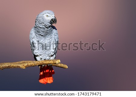 Congo African Grey parrot portrait isolated and perched with a blurred background. Psittacus erithacus