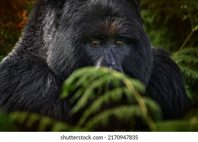 Congo Mountain Gorilla Face. Gorilla - Wildlife Forest Portrait . Detail Head Primate Portrait With Beautiful Eyes. Wildlife Scene From Nature. Africa. Mountain Gorilla Monkey Ape, Virunga NP. 