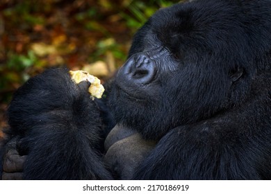 Congo Mountain Gorilla With Food. Gorilla - Wildlife Forest Portrait . Detail Head Primate Portrait With Beautiful Eyes. Wildlife Scene From Nature. Africa. Mountain Gorilla Monkey Ape, Virunga NP. 