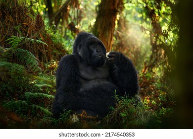 Congo Mountain Gorilla. Gorilla - Wildlife Forest Portrait . Detail Head Primate Portrait With Beautiful Eyes. Wildlife Scene From Nature. Africa. Mountain Gorilla Monkey Ape, National Park. 