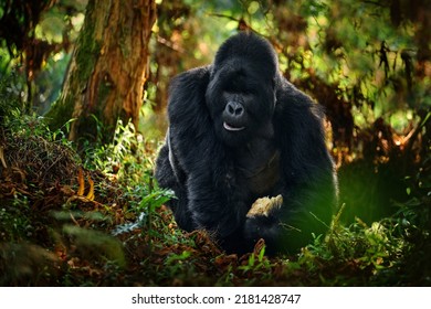 Congo mountain gorilla. Gorilla - wildlife forest portrait . Detail head primate portrait with beautiful eyes. Wildlife scene from nature. Africa. Mountain gorilla monkey ape, Virunga NP. 