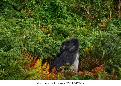 Congo Mountain Gorilla. Gorilla - Wildlife Forest Portrait . Detail Head Primate Portrait With Beautiful Eyes. Wildlife Scene From Nature. Africa. Mountain Gorilla Monkey Ape, Virunga NP. 