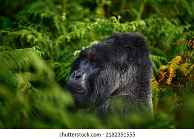 Congo Mountain Gorilla. Gorilla - Wildlife Forest Portrait . Detail Head Primate Portrait With Beautiful Eyes. Wildlife Scene From Nature. Africa. Mountain Gorilla Monkey Ape, Virunga NP. 