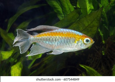 Congo Tetra Fish In Aquarium