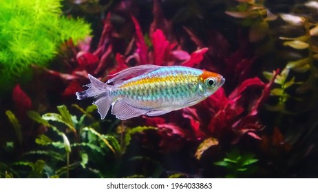 Congo tetra fish (Phenacogrammus interruptus) is a species of fish in the African tetra family, found in the central Congo River Basin in Africa. Famous aquarium fish. Selective focus