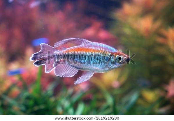 Congo\
tetra fish (Phenacogrammus interruptus) is a species of fish in the\
African tetra family, found in the central Congo River Basin in\
Africa. Famous aquarium ornamental fish. Soft\
focus