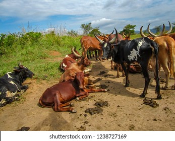 Congolese Long Horn Cattle Blocking The Road