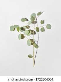 Watercolor Silver Dollar Eucalyptus Round Leaves Stock Illustration ...