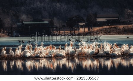 A congregation of white pelicans settles into the still water, their reflections painting a serene portrait of community in the wild. Unscripted moments like this reveal the quiet harmony of nature’s most majestic travelers