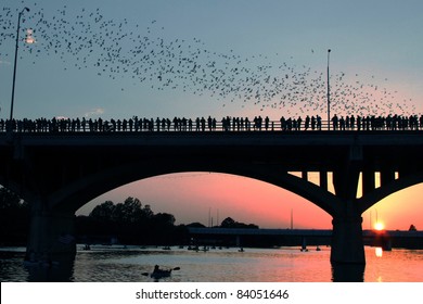 Congress Avenue Bridge Bats In Austin During Sunset.