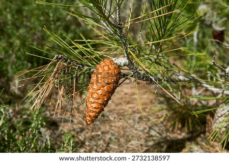 Conical pine cone of an Aleppo pine in winter