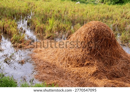 Conical rice straw haystack in a wet harvested paddy field, traditional Asian farming and agricultural waste management for organic fertilizer and livestock feed in rural countryside landscape