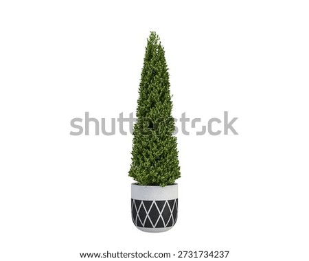 Conical Topiary Plant in Patterned Pot