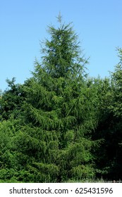 
conifer