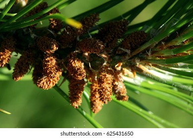 
conifer