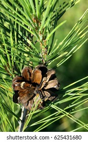 
conifer