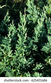 
conifer