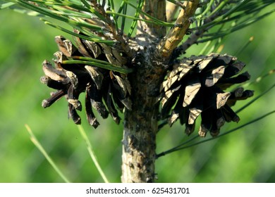 
conifer