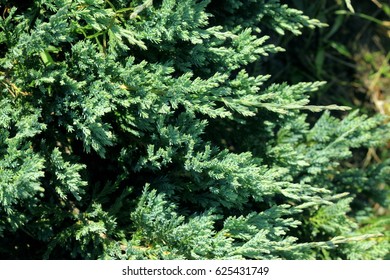
conifer