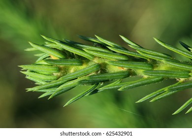 
conifer