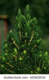 
conifer,