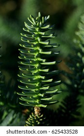 
conifer,
