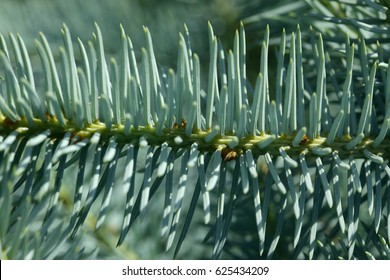 
conifer,