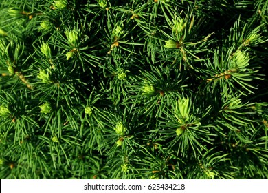 
conifer,