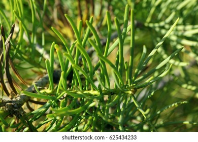
conifer,