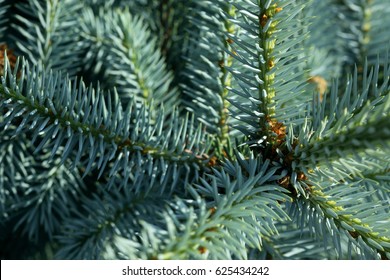 
conifer,