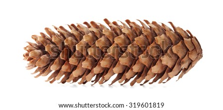 Conifer cone, fir cone or fir apple on white background