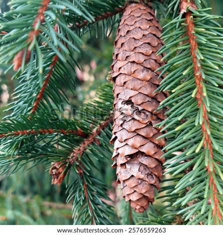 conifer cone, or in formal botanical usage a strobilus, is a seed-bearing organ on gymnosperm plants, especially in conifers and cycads