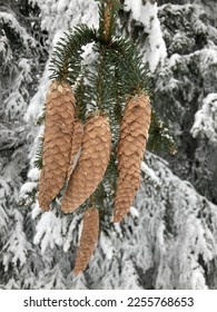 conifer cone (in formal botanical usage: strobilus, plural strobili) in winter at mount Vlašić.