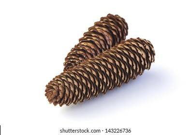 Conifer Cone (Norway Spruce)