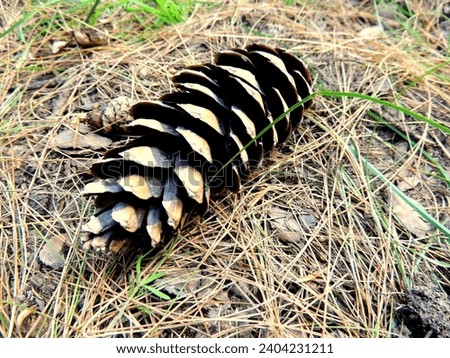 Conifer Cone, Pine Cone, A Seed-bearing Organ, Pinecone
