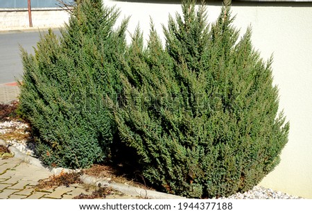Conifer of the cypress family and the genus Juniper, which grows to 3 meters in height and 1 meter in width. This slow growing columnar to ovoid juniper is characterized by the blue silver color 