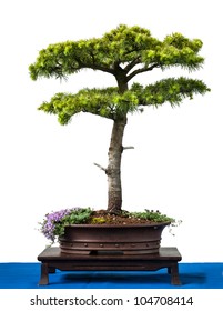 Conifer Cyprus Cedar As Bonsai Tree Is White Isolated