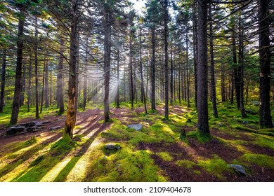 Conifer dreamy fairy tale enchanted moss green dark forest sunrise sun rays behind tree trunks Huckleberry trail in Spruce Knob mountains West Virginia