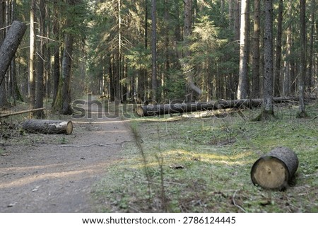 Conifer forest trail with fallen logs. Woodland path in sunlit nature landscape. Hiking and wilderness background for outdoor travel and ecology.