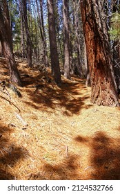 Conifer Forest Trail,Deschutes River Trail,Central Oregon