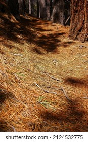 Conifer Forest Trail,Deschutes River Trail,Central Oregon