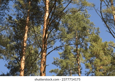 Conifer forest trees trunks, branches, sunlit, clear blue sky - Powered by Shutterstock