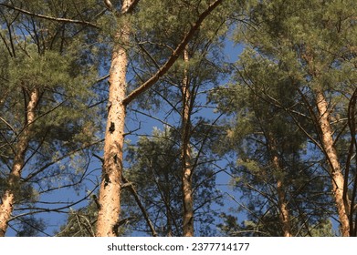 Conifer forest trees trunks, branches, sunlit, clear blue sky - Powered by Shutterstock