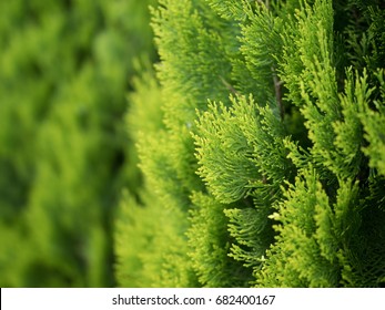 Conifer Of Fresh Green