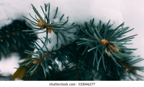 Conifer needles at the tip twigs with snow