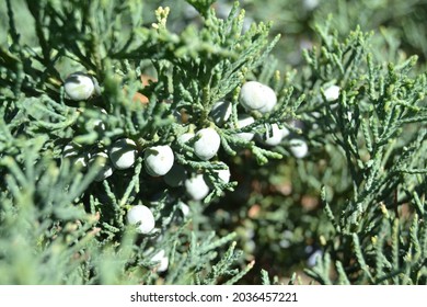 Conifer (Thuja Orientalis): a close up of the immature seed cones. Thuja branch leaves with tiny cones.