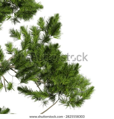 Conifer tree branch isolated on white background. Natural Lush Green needle leaves frame. Corner coniferous tree branch with leaves isolated on white background. transparent background PNG in daylight with soft, natural lighting. Large leafy evergreen conifer tree branch placed in corner with natural foliage. Photorealistic tropical pine branch foliage with copy space for design backgrounds, corner, frames, borders, banners, templates, architecture visualization, landscaping element or asset, landscape design projects, exterior renderings, urban planning presentations, environmental graphics, real estate marketing, garden planning concepts, compositing, and nature themed backdrop layouts. isolate conifer plant foliage or leaf on clean solid plain backgrounds. Green fir, spruce or cypress tree branches isolated on white background. Front view, Side view of Pinus cembra commonly known as the Swiss pine, Arolla pine or stone pine.