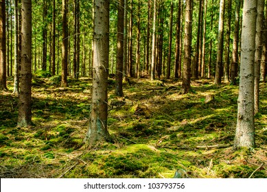 Conifer tree trunks in forest